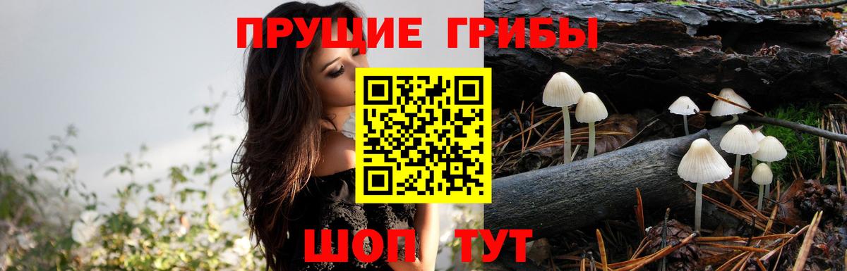 Псилоцибиновые грибы Cubensis  Вход с VPN  Ипатово 